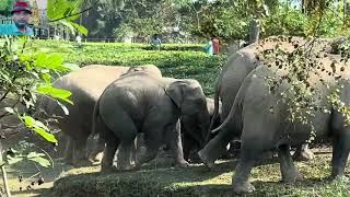 Wild Elephants are the largest living land animals, characterized by their long trunk view