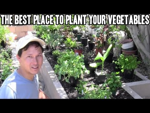 Best Place to Plant Vegetables in a Raised Bed Garden Best Place to Plant Vegetables in a Raised Bed Garden