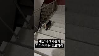 기다렸다가 같이 발맞춰 계단 내려가주는 스윗 길고양이