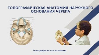 Топографическая анатомия наружного основания черепа