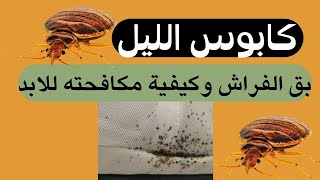 كابوس الليل بق الفراش وكيفية مكافحته للابد bedbug.Bedbug eggs.Bedbug bites