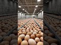 Modern EggsFarmyard2024/ bulk quantity of different hens eggs😱😱 #goldenegg s #bantam eggs