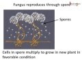 Science - Plants - Asexual Reproduction - English