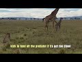 cheetah chase hunting giraffe mother and young video