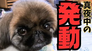 毎夜続く愛犬の行動に、ママさん、もぅ限界です!!