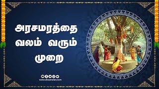 அரசமரத்தை  வலம் வரும்  முறை | ஆன்மிகம் | Spirituality | Dinamalar