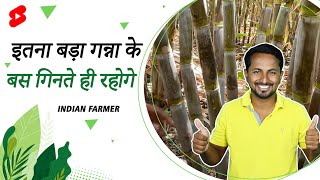 इतना बड़ा गन्ना के बस गिनते ही रहोगे🔥🔥Sugarcane Farming |  #Shorts | Indian farmer