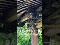 【幸運の戸開き】岡太神社、大瀧神社、参拝動画です^ ^是非、皆さんも一緒に参拝してください☆神様と御縁が結ばれますよ^ ^ 参拝動画　 岡太神社　 大瀧神社　 開け師　 戸開き 幸運の9ちゃんねる