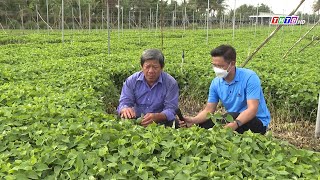 Mô hình trồng chuyên canh rau diếp cá tại Châu Thành - Tiền Giang