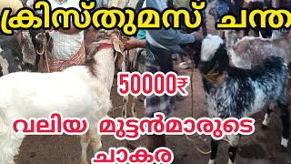 വളർത്ത് കുട്ടികൾക്ക് വില കൂടി #anwarvlog #aaduchandha#goatmarketkerala#goatvedio #indiangoats#goat