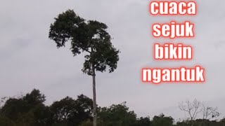 Relaksasi hujan pengantar tidur nyenyak