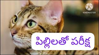 పిల్లులతో పరీక్ష story for kids