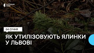 Утилізація новорічних ялинок у Львові