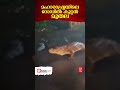 കനത്ത മഴയെത്തുടര്‍ന്ന് റോഡില്‍ കൂറ്റന്‍ മുതല അമ്പരന്ന് നാട്ടുകാര്‍ സംഭവം മഹാരാഷ്ട്രയില്‍