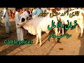 CATTLE PRICES|QAZI AHMED MANDI| SINDH COW MANDI 2024| HASSAN RAJPUT