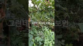 윙스문화  블랙베리 가지치기