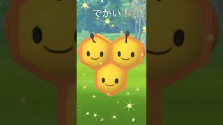 【ポケモンGO】でかい！ミツハニー♫ #ポケモンgo #pokemongo