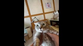 猫咪：我恐高别搞 #被迫营业的猫猫 #铲屎官的乐趣 #脾气好的猫