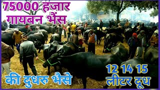 मुर्रा भैंस दुधरु भैसे बैनई पशु हट मे pashuhat Buffalo mandi