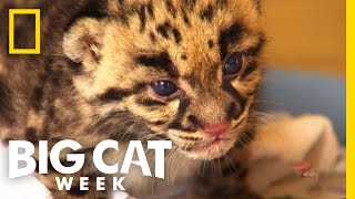 Orphaned Cubs | Big Cat Week