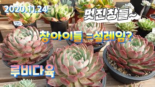 (루비다육2탄)창들과 두둘이들 저렴이부터~택배 010 5895 1110(korean succulent plants)