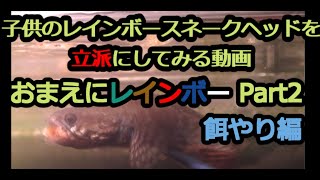 子供のレインボースネークヘッドを立派にする動画2