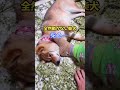 【柴犬】飼い主に靴下をくっつけられ、動けないシバ犬　アフレコ　 shorts