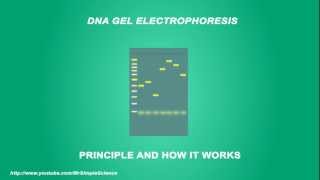 DNA Gel electrophoresis - Simple Animated Tutorial