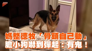 媽整德國牧羊犬「骨頭自己動」　膽小狗嚇到彈起：有鬼！｜寵物｜狗