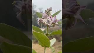 Calotropis procera #nature #flowers #gardening #trending #ytshorts