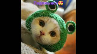 Funny cats, смешные коты 🥰🥰🥰 #funnycats #cat #animals #cute #смешныекоты #приколы #кот