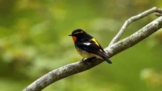 Narcissus Flycatcher fullHD (Ficedula narcissina)