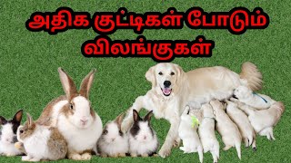 High litter animals | அதிக குட்டிகள் போடும் விலங்குகள் | Thagaval Palagai