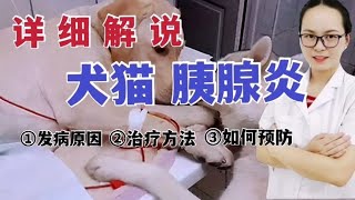 犬（狗狗）和 猫胰腺炎已经是宠物医院门诊，接诊量最多的疾病之一，如何预防