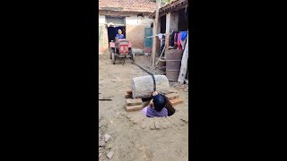 New Funny and Fail Videos 😂 😺😍 Part 1309 #funny #funnyshorts  #comedy #ruralfunny