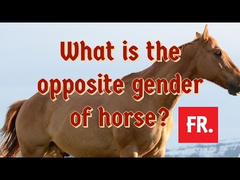 What is the opposite horse?