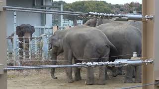 Asian elephants herd  on alert  elephant voice 20241221_2／Toyohashi Zoo\u0026BotanicalParknon_hoi_park／4K