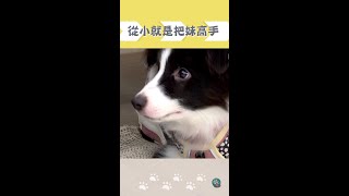 從小就是把妹高手  #Shorts #邊境牧羊犬 #萌萌懂懂