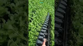 New technique for growing coriander plant #coriander #dhaniya #coriander_farming #farming #shorts