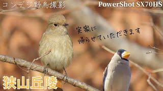 4Kジョビ子と綺麗な声のイカル。トラツグミが何者かに襲われた...？【高画質/コンデジ野鳥撮影Vlog】