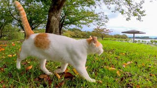 顔を見ると何時もの東屋に当たり前のように向かう公園の猫がかわい過ぎる