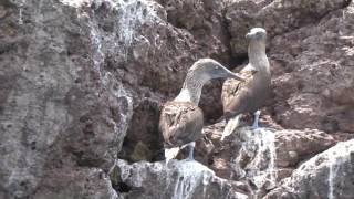 Islas Marietas, las Galápagos mexicanas