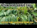 Cara menyimpan calon bahan taun depan agar kopi berbuah serempak