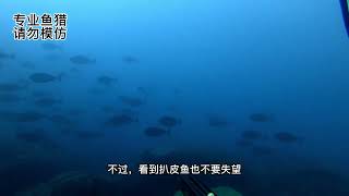 spearfishing。自由潜水渔猎打鱼-扒皮鱼