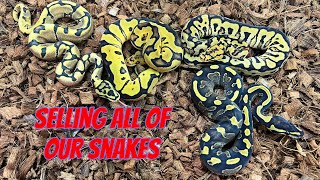 SELLING ALL OF OUR BALL PYTHONS! EVERYTHING MUST GO!