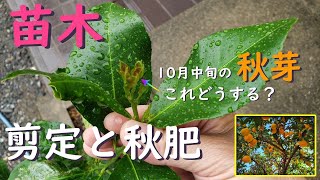 レモン、みかんの苗木 １１月秋芽の管理の仕方と秋肥のタイミング