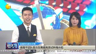 袁隆平团队首次在青藏高原试种海水稻