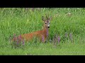 roe deer capreolus capreolus ♂