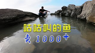 3个猪肺投20米长海峡沟，坑底咕咕叫的“黄瓜鱼”，一条能卖1000多