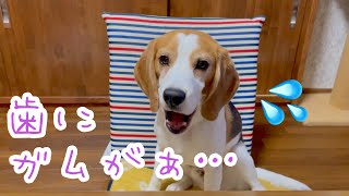 【BEAGLEさつき】歯にガムが挟まるもママに取られまいと自力で頑張る犬。Satsuki the Beagle